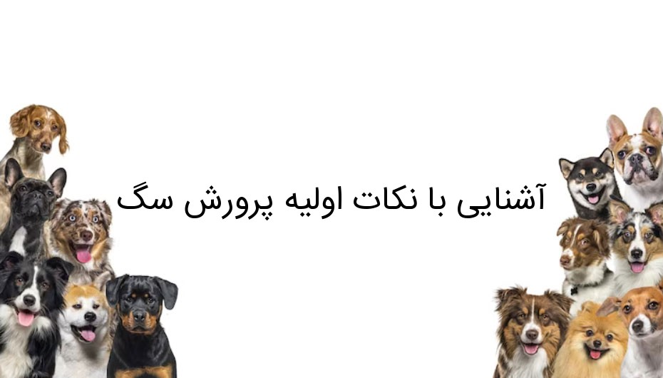 آشنایی با نکات اولیه پرورش سگ