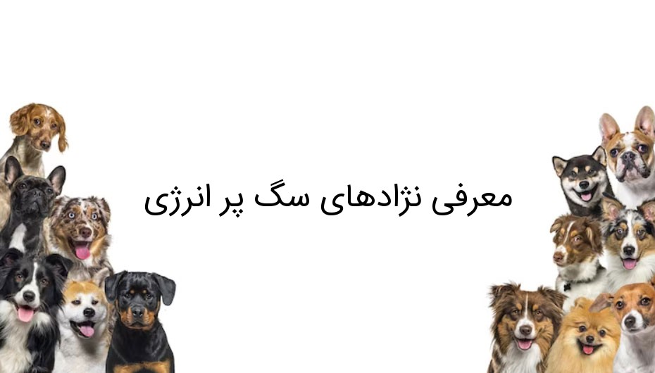 معرفی نژادهای سگ پر انرژی