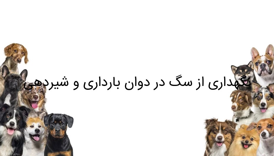 نگهداری از سگ در دوان بارداری و شیردهی نگهداری از سگ در دوان بارداری و شیردهی