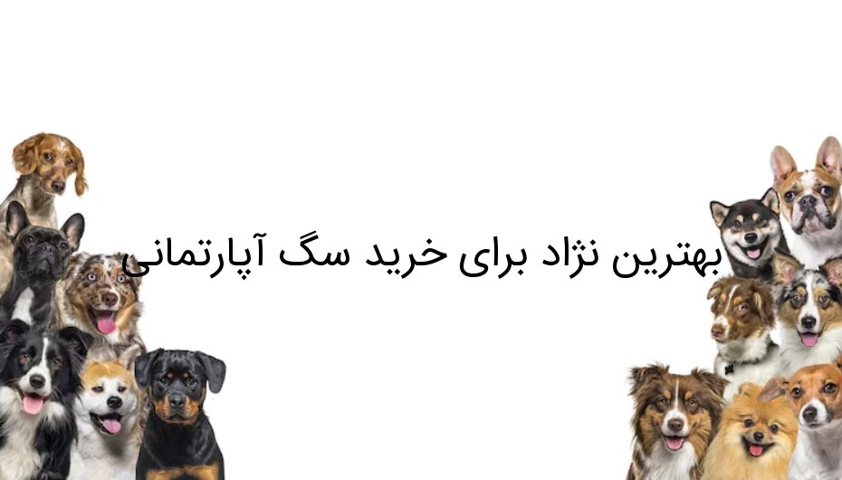 بهترین نژاد برای خرید سگ آپارتمانی بهترین نژاد برای خرید سگ آپارتمانی