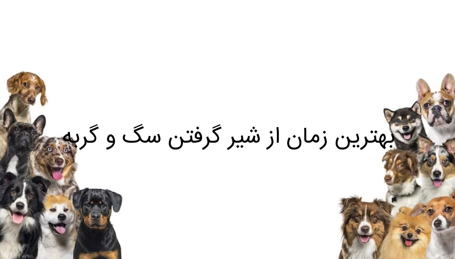 بهترین زمان از شیر گرفتن سگ و گربه بهترین زمان از شیر گرفتن سگ و گربه
