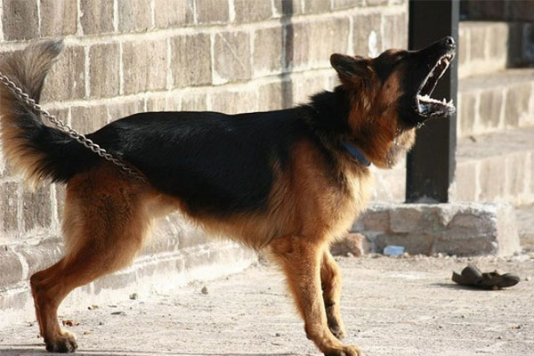 قوانین نگهداری از سگ نگهبان