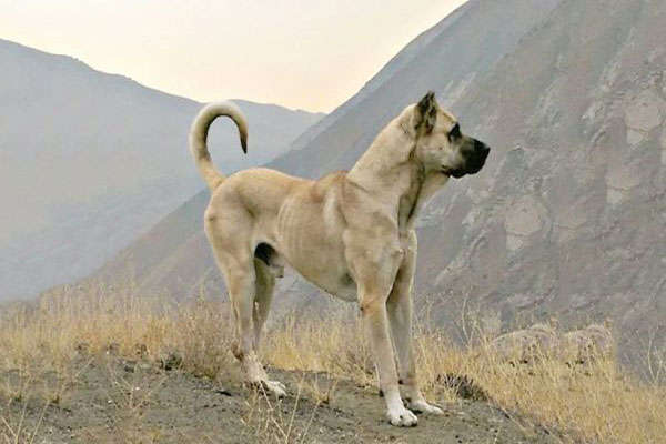 آشنایی با نژاد سگ سرابی